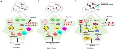 Exploring therapeutic potential of mitophagy modulators using Drosophila models of Parkinson’s disease